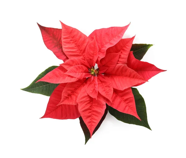 Bela Poinsettia Isolado Branco Vista Superior Flor Natal Tradicional — Fotografia de Stock