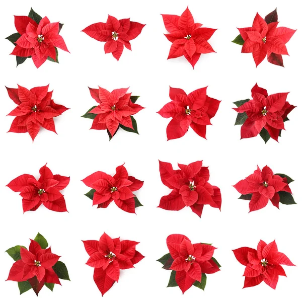 Set Poinsettias Witte Achtergrond Bovenaanzicht Kerstmis Traditionele Bloem — Stockfoto