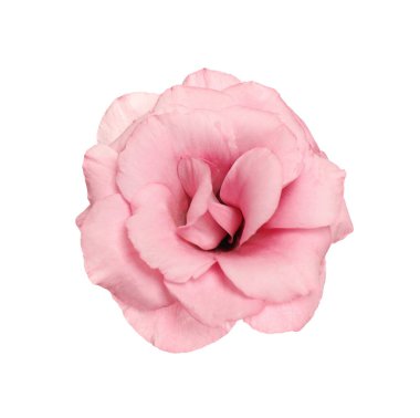 Güzel, taze Eustoma çiçeği beyaza izole edilmiş.