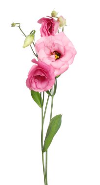 Güzel taze Eustoma çiçekleri beyazın üzerinde izole.