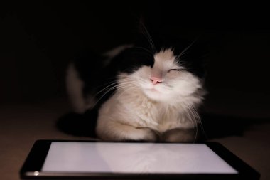 Evdeki tabletin yanında uyuyan sevimli kedi.