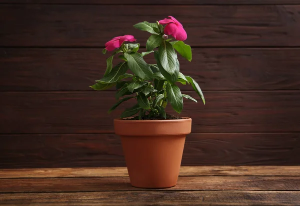Tahta Masadaki Saksıdaki Güzel Pembe Vinca Çiçekleri — Stok fotoğraf