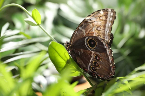 Όμορφη Κοινή Πεταλούδα Morpho Στο Πράσινο Φυτό Στον Κήπο — Φωτογραφία Αρχείου