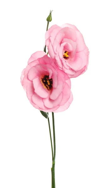 Vackra Färska Eustoma Blommor Isolerade Vitt — Stockfoto