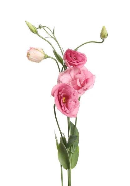 Vackra Färska Eustoma Blommor Isolerade Vitt — Stockfoto