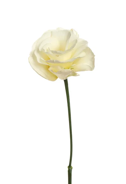Schöne Frische Eustoma Blüte Isoliert Auf Weiß — Stockfoto