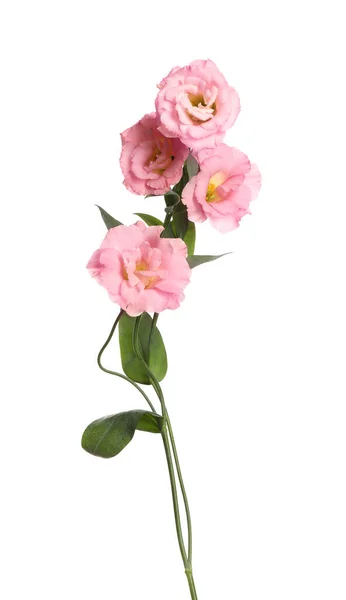 美しいピンク 花配達 配達なら白 — ストック写真