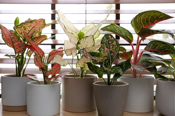 Schöne Zimmerpflanzen Auf Hölzernen Fensterbänken Haus — Stockfoto
