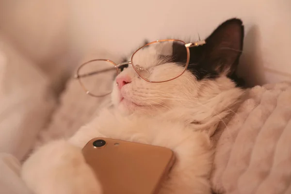 可爱的猫带着眼镜和智能手机睡在家里的床上 — 图库照片