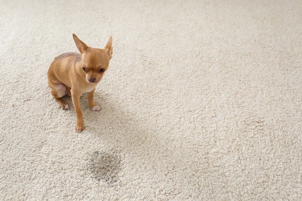 Adorable Chihuahua Dog Wet Spot Carpet Indoors Space Text — Stock Photo, Image