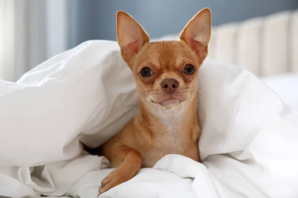 Lindo Perro Chihuahua Bajo Manta Casa — Foto de Stock