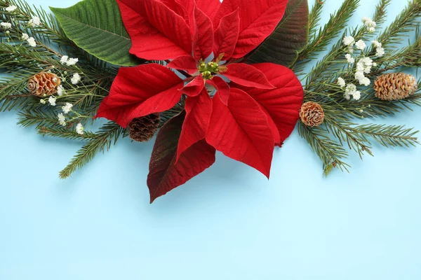 Composizione Laica Piatta Con Bella Poinsettia Sfondo Ciano Chiaro Spazio — Foto Stock