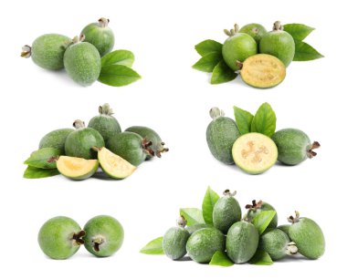 Beyaz arka planda taze olgun feijoas seti
