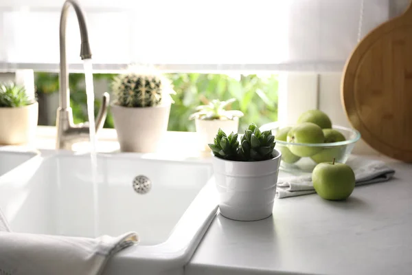 Beautiful Potted Plants Countertop Window Kitchen — Stock Photo, Image