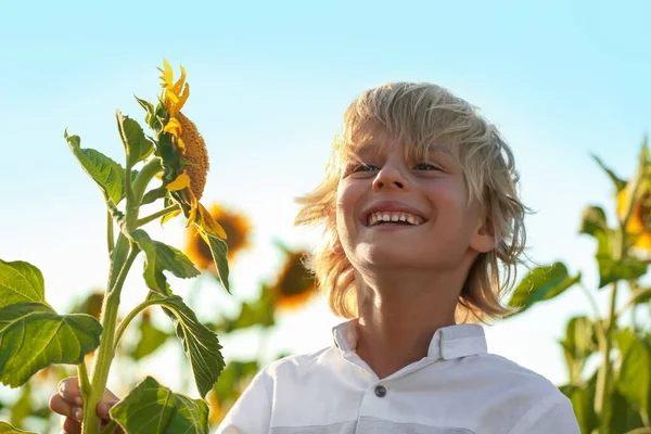Dışarıda Ayçiçekleri Olan Sevimli Bir Çocuk Çocuk Doğada Vakit Geçiriyor — Stok fotoğraf
