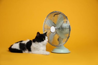Şirin pofuduk kedi sarı arka planda vantilatörden hava akımının keyfini çıkarıyor. Yaz sıcağı