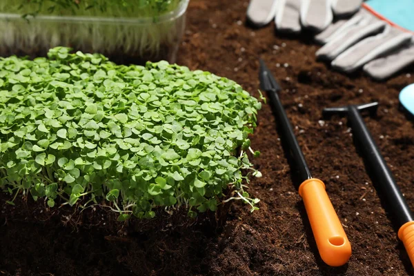 Verse Biologische Microgroen Gereedschappen Bodem Tuin Close — Stockfoto