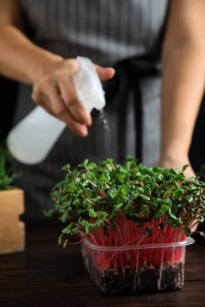 Mulher Microverde Pulverização Com Água Mesa Madeira Close — Fotografia de Stock