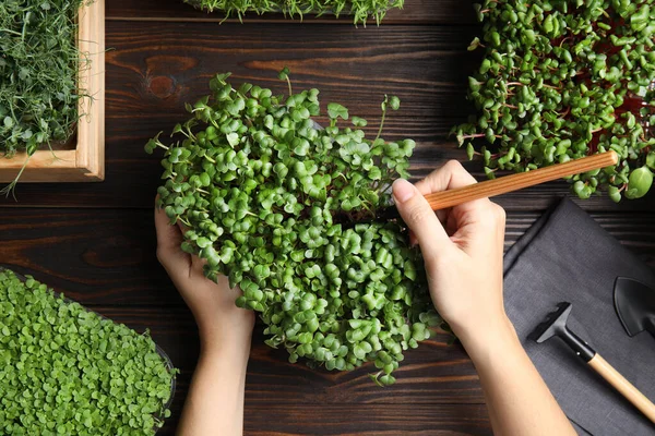 Vrouw Zorgt Voor Microgroen Aan Houten Tafel Bovenaanzicht — Stockfoto