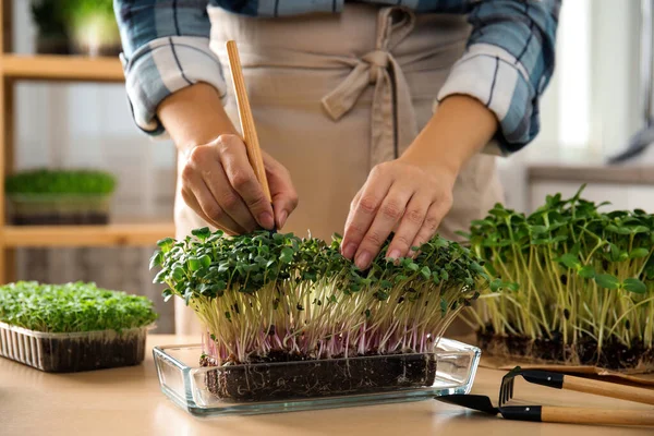 Mulher Cuidando Microgreen Mesa Madeira Dentro Casa Close — Fotografia de Stock