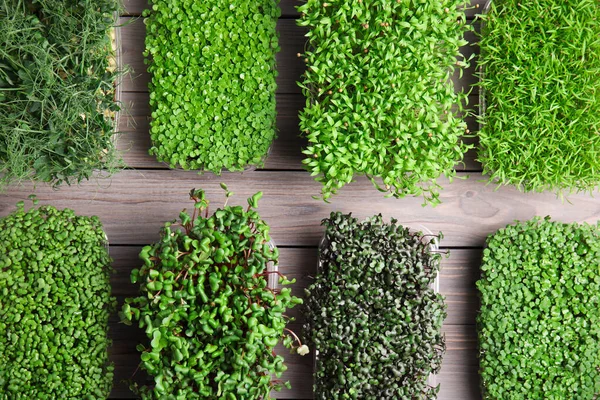 Fresh Organic Microgreens Assortment Grey Wooden Table Flat Lay — Stock Photo, Image