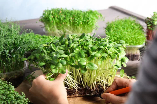 Vrouw Die Zorgt Voor Microgroen Aan Houten Tafel Close — Stockfoto