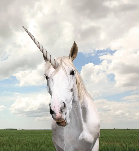 Erstaunliches Einhorn Mit Schöner Mähne Feld — Stockfoto