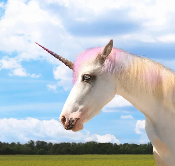 Amazing Unicorn Beautiful Mane Field Sunny Day — Stock Photo, Image