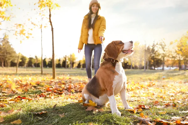 Woman Walking Her Cute Beagle Dog Autumn Park — Stock Photo, Image