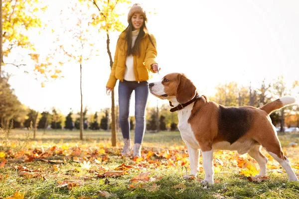 Woman Walking Her Cute Beagle Dog Autumn Park — Stock Photo, Image