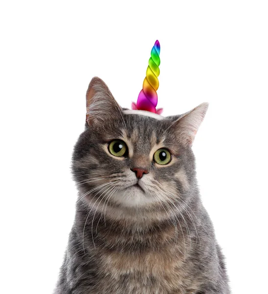 바탕에 무지개 유니콘 호른과 귀덮개를 귀여운 고양이 — 스톡 사진