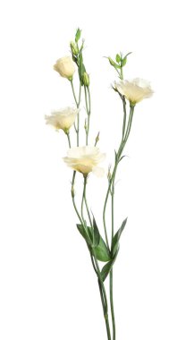 Güzel taze Eustoma çiçekleri beyazın üzerinde izole.