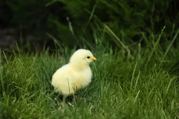 Frango Fofo Bonito Bebê Grama Verde Livre Animais Exploração — Fotografia de Stock