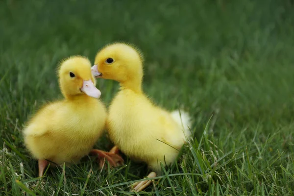 屋外の緑の芝生の上でかわいいふわふわのゴーグル 農場の動物 — ストック写真