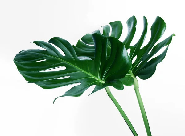 Beautiful Monstera Leaves White Background Tropical Plant — Stock Photo, Image