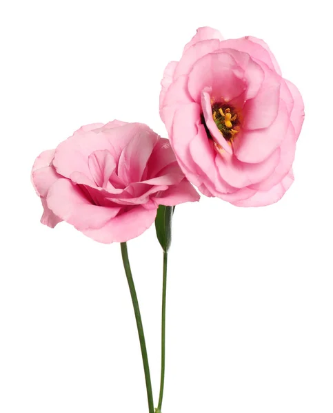 Vackra Färska Eustoma Blommor Isolerade Vitt — Stockfoto