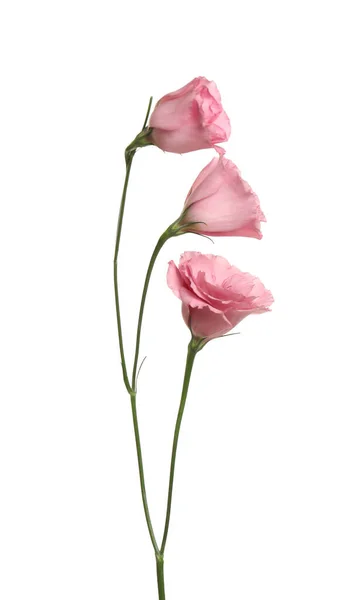 Vackra Färska Eustoma Blommor Isolerade Vitt — Stockfoto