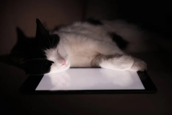 かわいい猫は家でタブレットで寝る — ストック写真