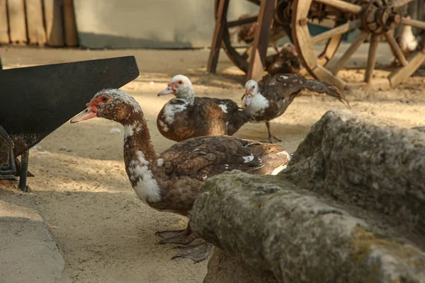 Beaux Canards Domestiques Dans Cour Animaux Ferme — Photo