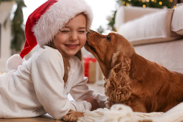 自宅で英語のコッカー スパニエルとサンタの帽子のかわいい女の子 クリスマスのお祝い — ストック写真
