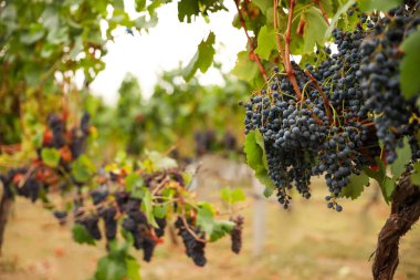 Üzüm bağındaki dalda olgunlaşmış üzümler.