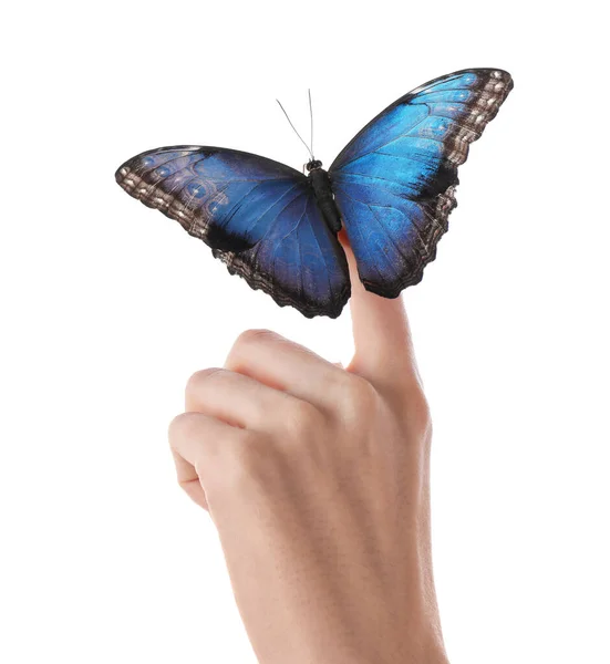 Mujer Sosteniendo Hermosa Mariposa Morfo Común Sobre Fondo Blanco Primer — Foto de Stock