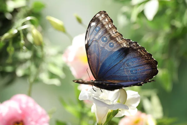 Όμορφη Κοινή Πεταλούδα Morpho Λευκό Λουλούδι Στον Κήπο — Φωτογραφία Αρχείου