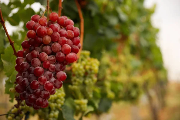 Bunch Ripe Juicy Grapes Branch Vineyard Closeup Space Text — Stock Photo, Image