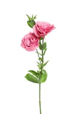 Güzel taze Eustoma çiçekleri beyazın üzerinde izole.