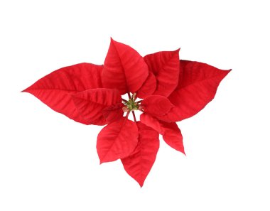 Güzel Poinsettia beyaz, üst manzara izole. Geleneksel Noel çiçeği