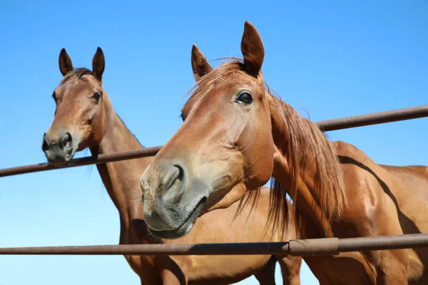 Cavalos Castanhos Cerca Livre Dia Ensolarado Close Belo Animal Estimação — Fotografia de Stock