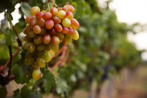 Grappolo Uva Matura Succosa Tralcio Vigna Primo Piano Spazio Testo — Foto Stock