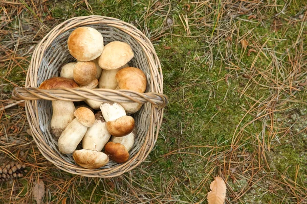 Stock image Basket full of fresh porcini mushrooms in forest, top view. Space for text