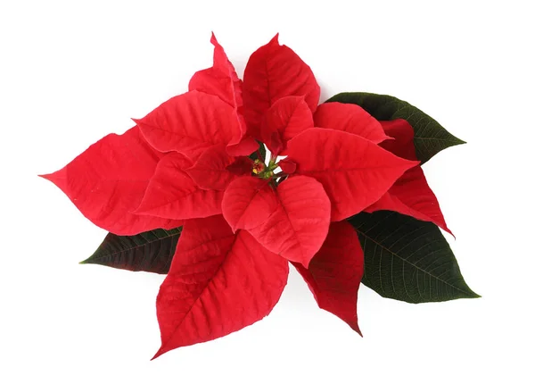 Prachtige Poinsettia Geïsoleerd Wit Bovenaanzicht Traditionele Kerstbloem — Stockfoto